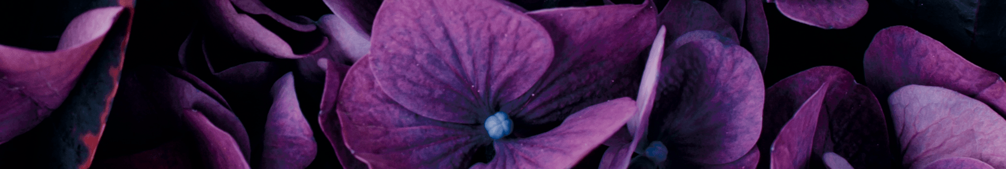 Smalt billede af lilla blomster - den smukke barsel